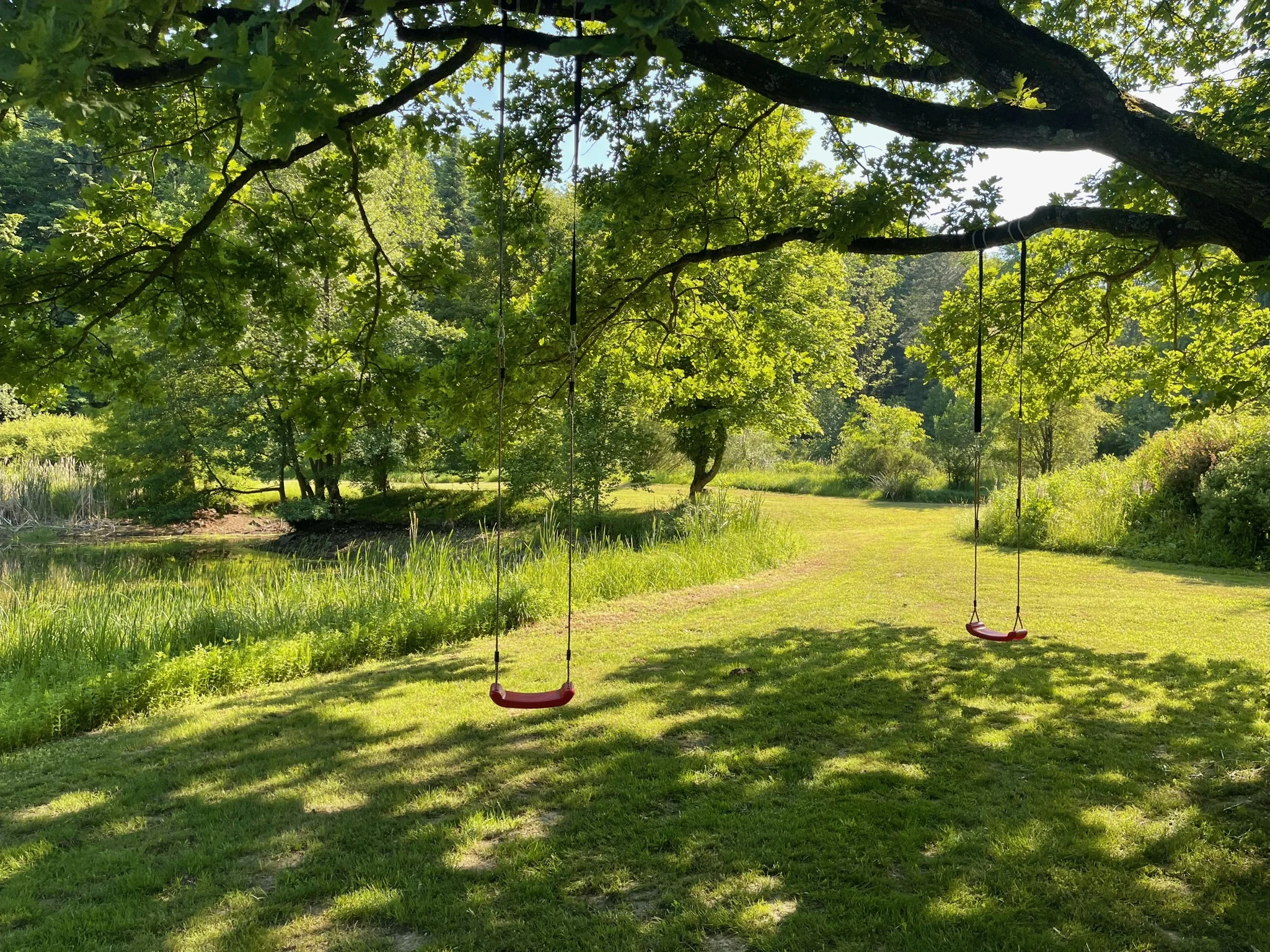 Sonniger Garten mit einer Schaukel unter einem großen Baum