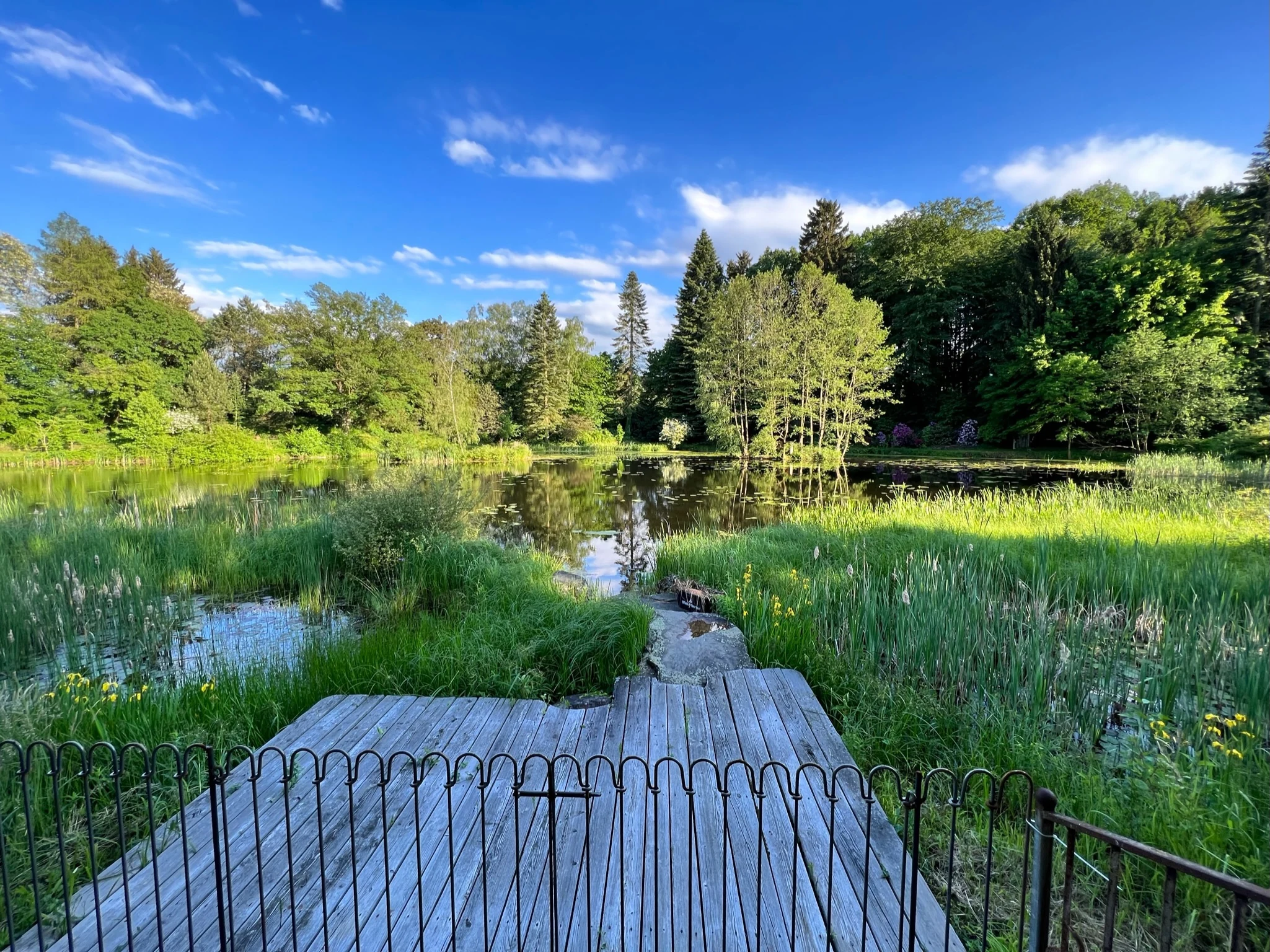 Holzsteg am Teich, umgeben von Schilf und Wald