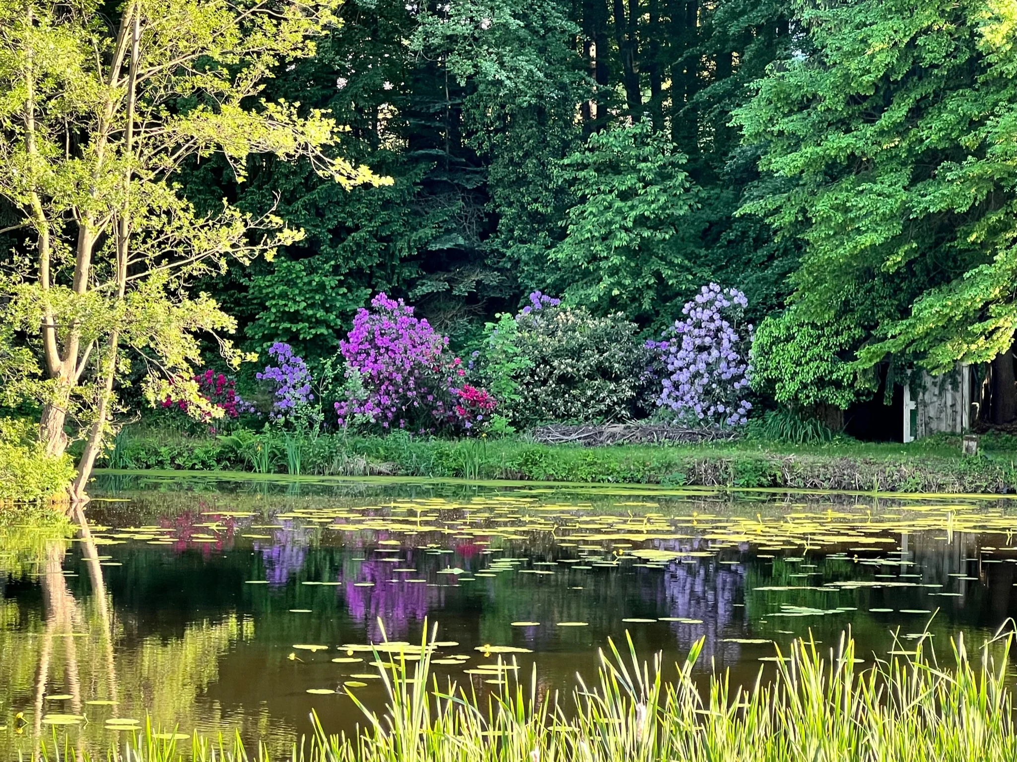 Rosa und violette Blüten spiegeln sich im Teich