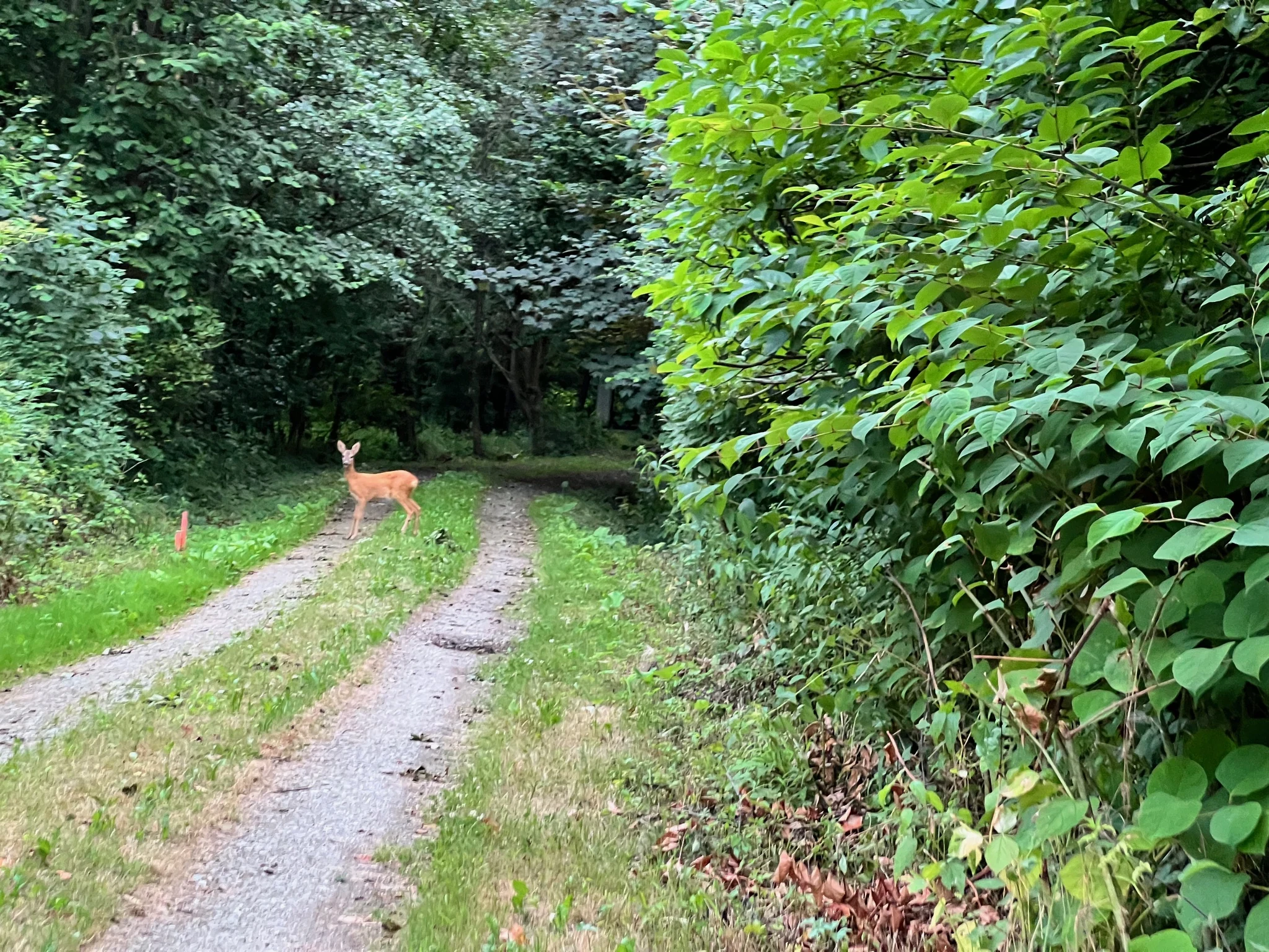 Ein Reh auf einem Weg am Waldrand